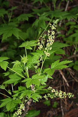 Ribes bracteosum